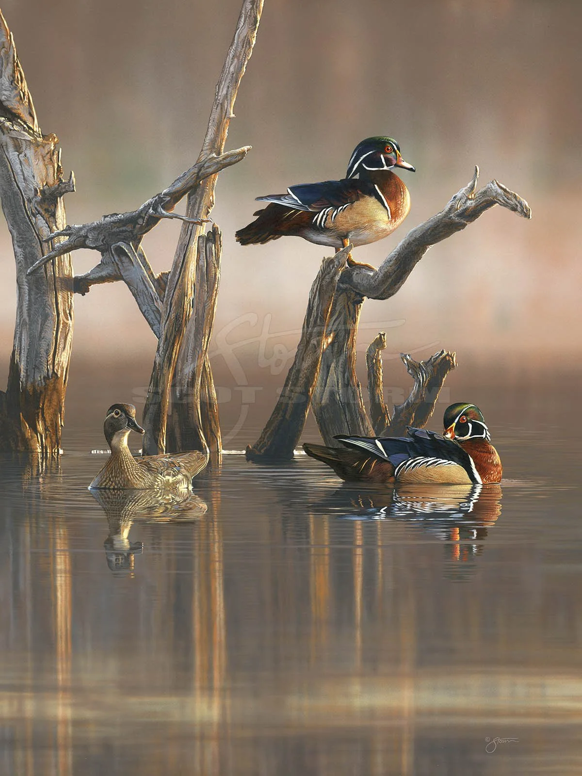 Tranquil+Waters+wood+duck+